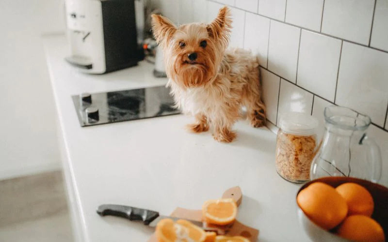 Dueños De Mascotas: ¿Cómo Mantener Limpia Su Casa? | Fundas Moderna