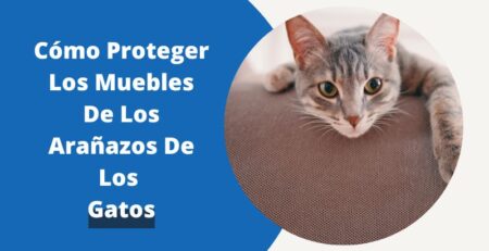 Cómo Proteger Los Muebles De Los Arañazos De Los Gatos | Fundas Moderna