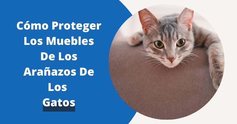 Cómo Proteger Los Muebles De Los Arañazos De Los Gatos | Fundas Moderna